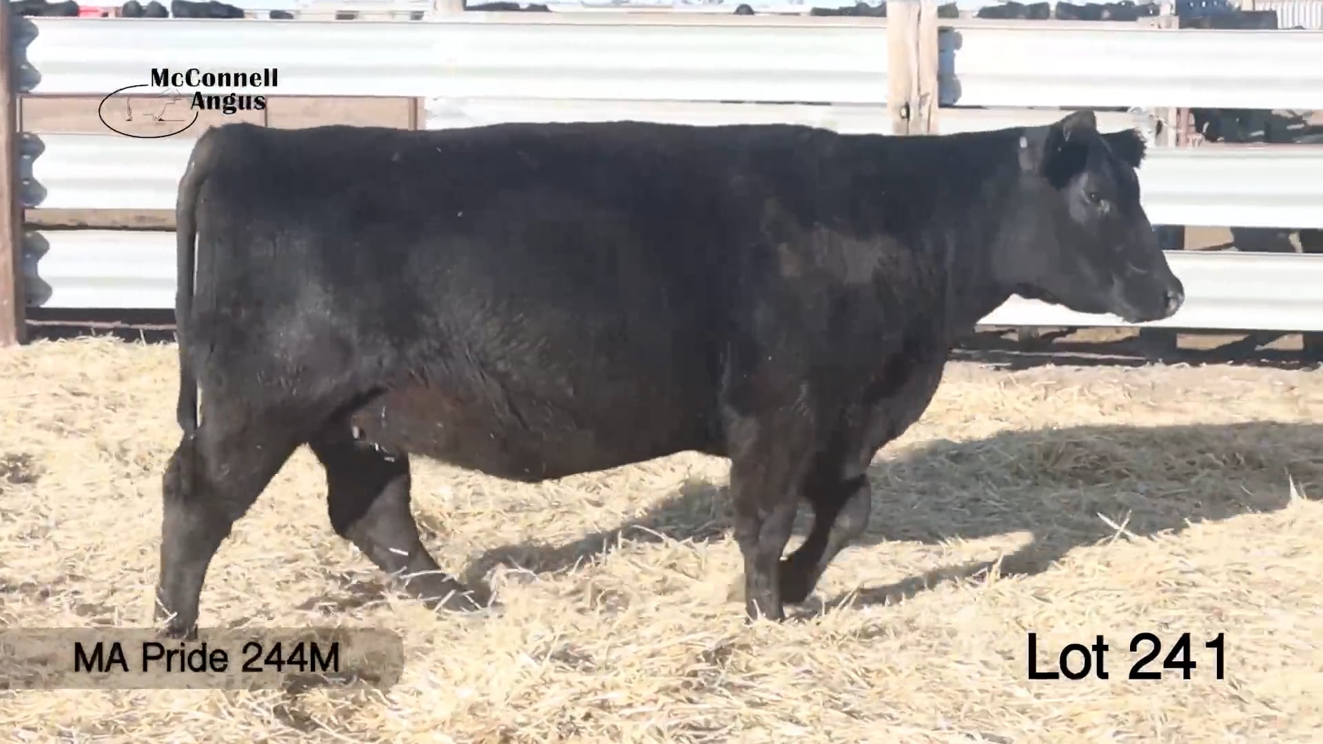 Lot 241 MA Pride 244M
