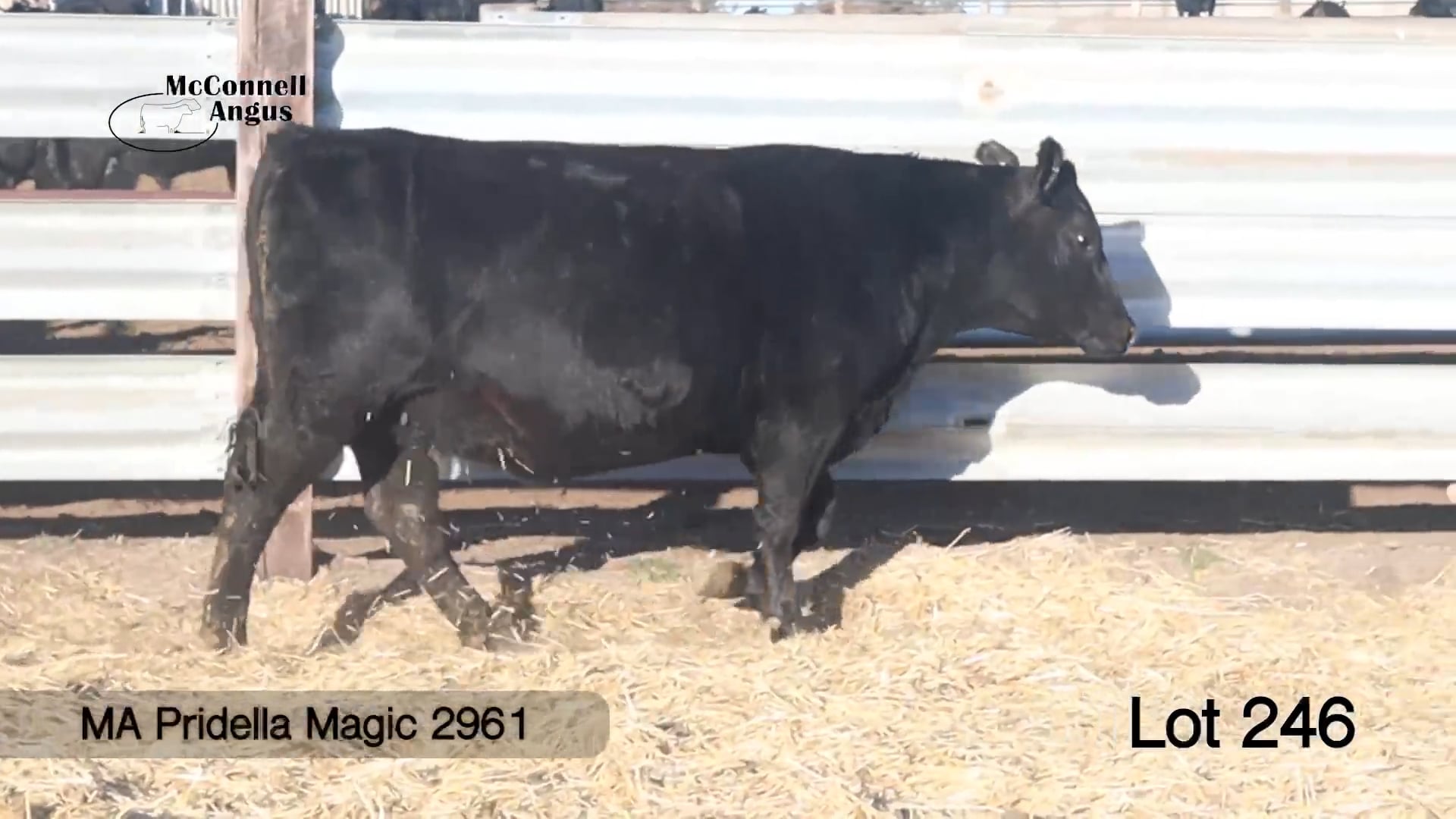 Lot 246 MA Pridella Magic 2961