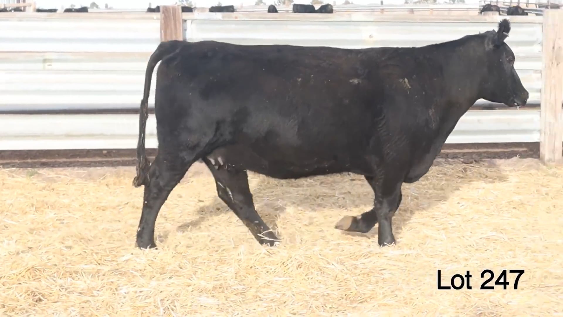 Lot 247 MA Blackcap May 2721