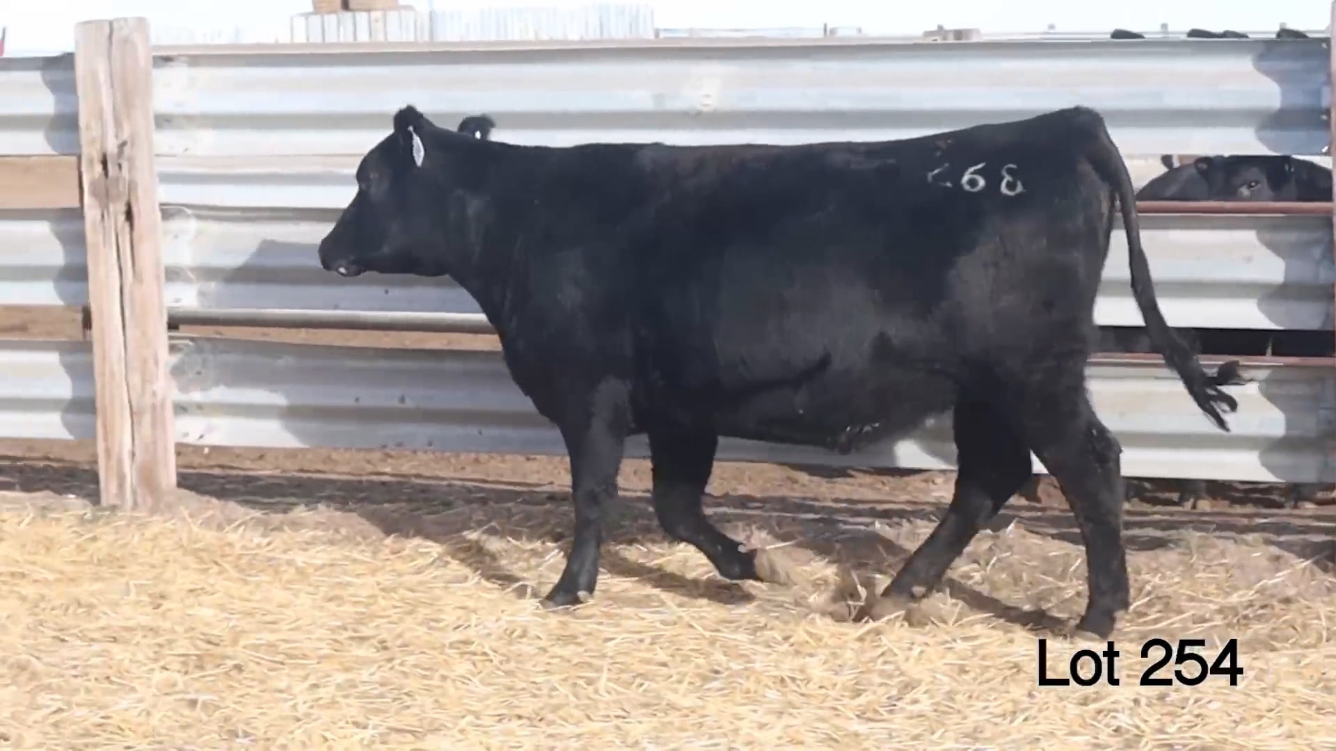 Lot 254 MA Blackcap 268