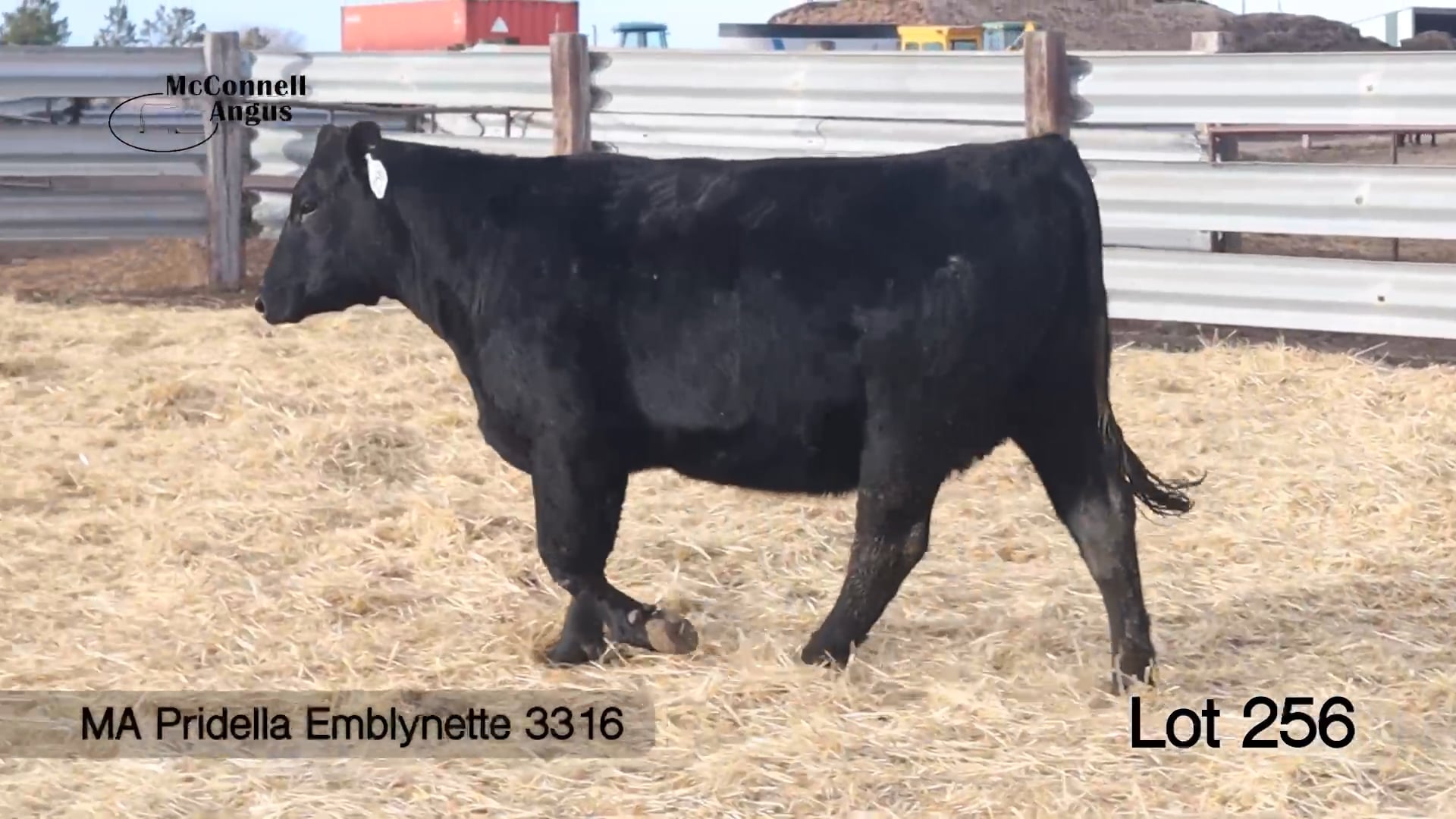 Lot 256 MA Pridella Emblynette 3316