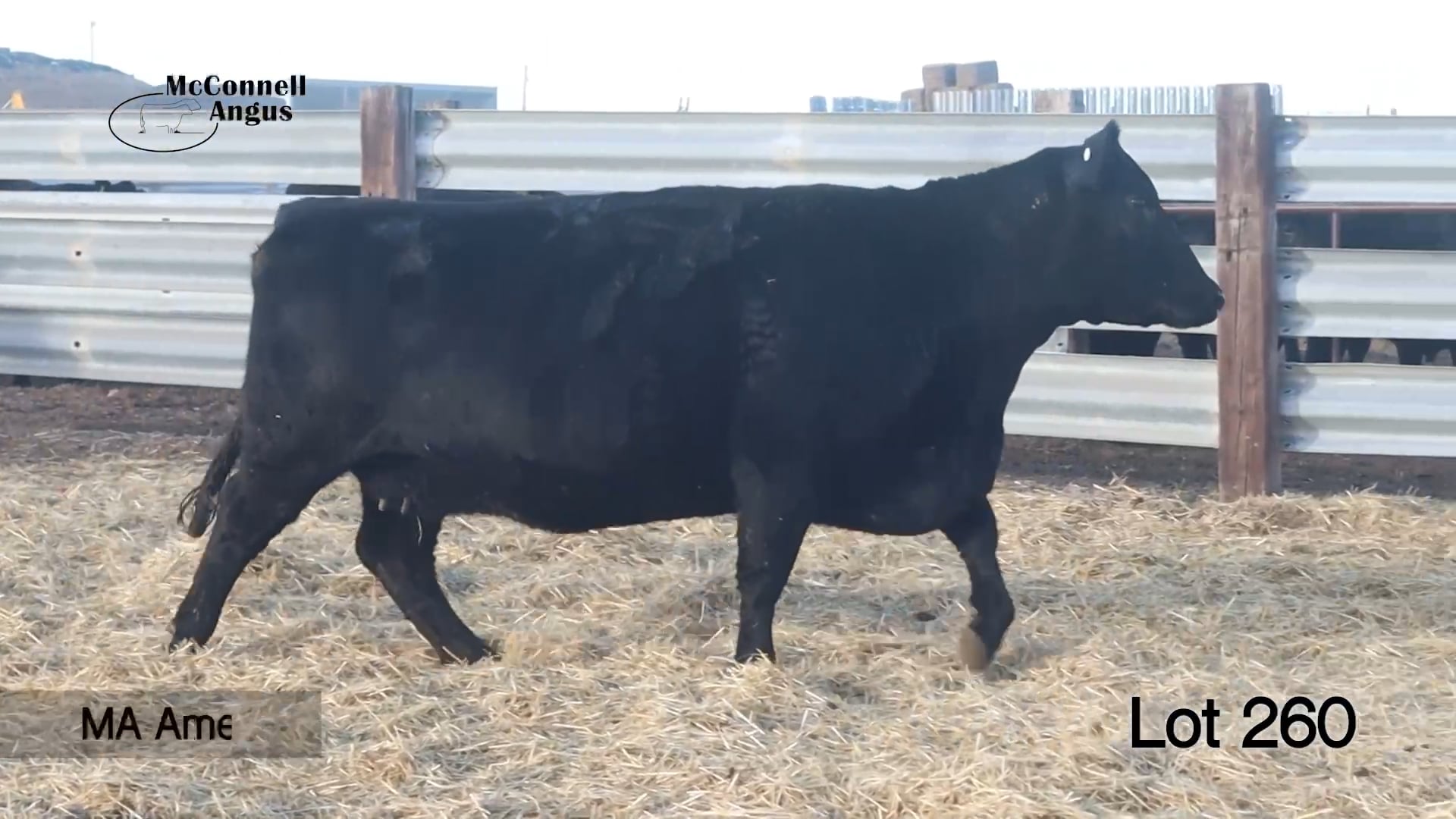 Lot 260 MA America Beauty 0660