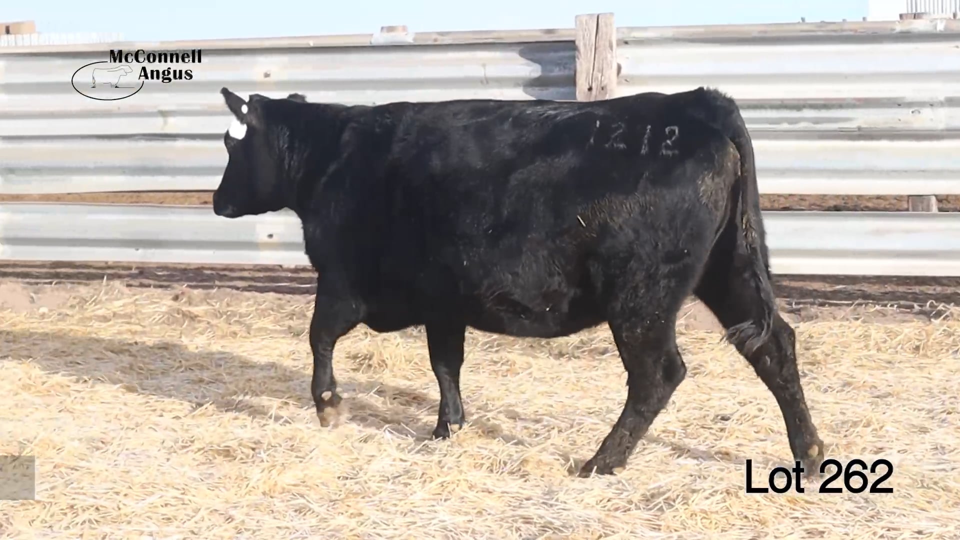Lot 262 MA Lass 1212