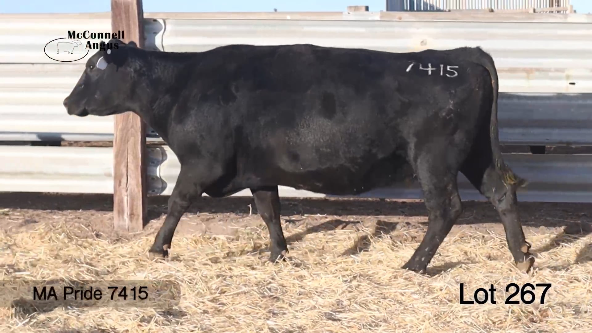 Lot 267 MA Pride 7415