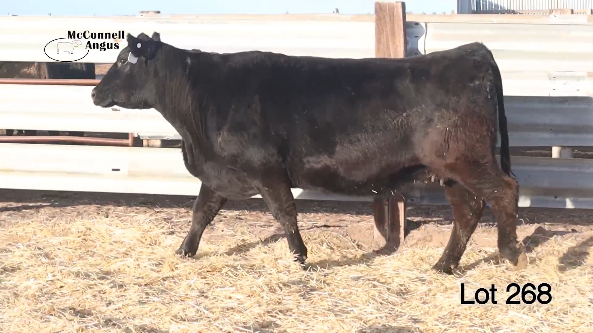 Lot 268 MA Erica Blackbird 9712