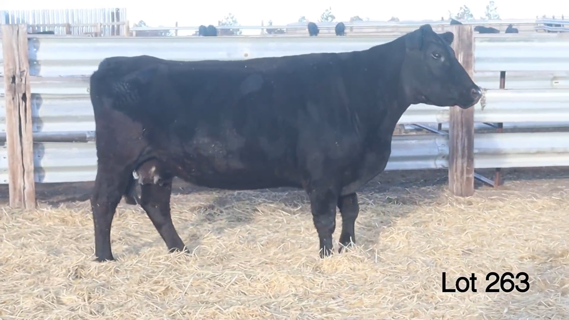 Lot 263 EF Blackcap 6314
