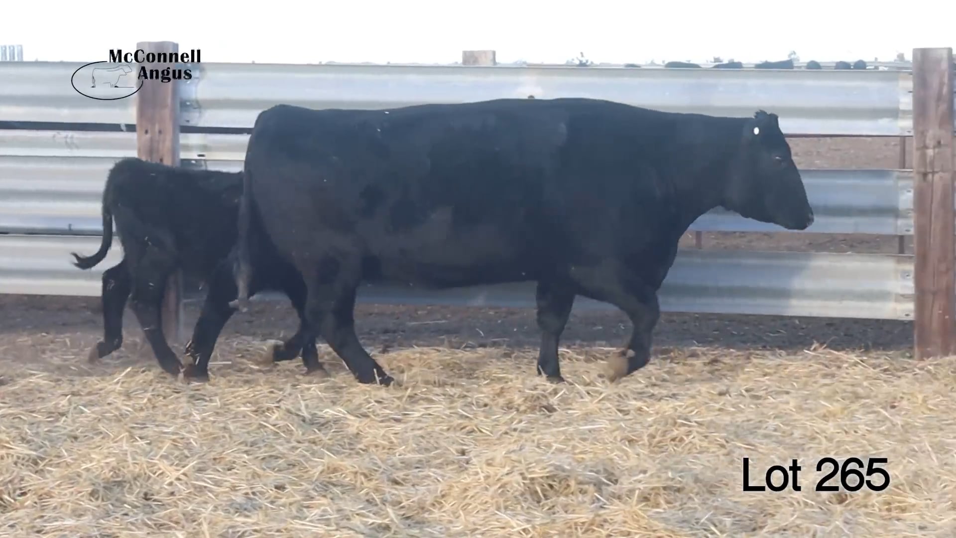 Lot 265 MA Elba 041
