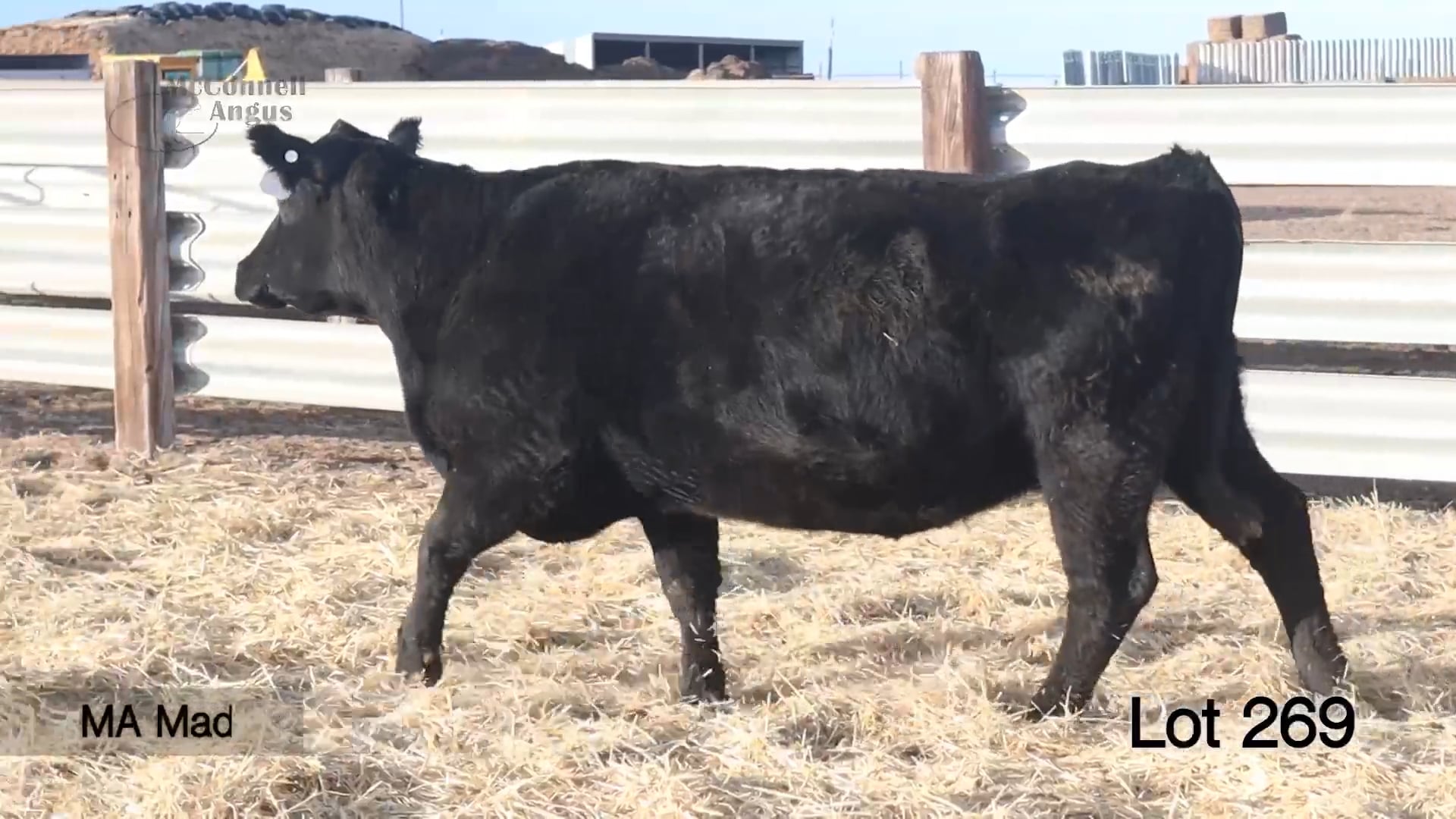 Lot 269 MA Madame Pride 8808