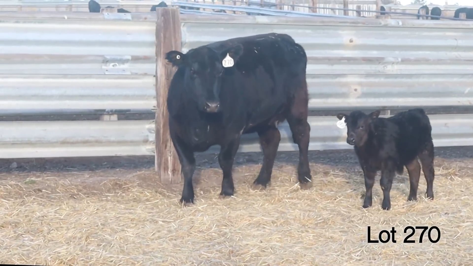 Lot 270 MA Queen B 143