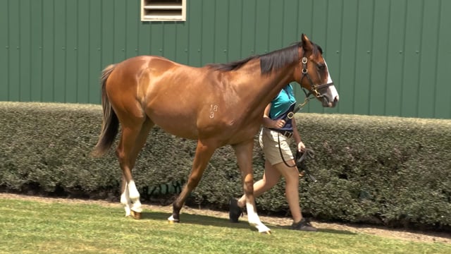 Lot 636