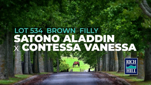 Lot 534