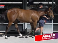 Farnan X Equal Love Colt - Lot 366 MMGCYS25 - BBT Racing Manager David Mourad