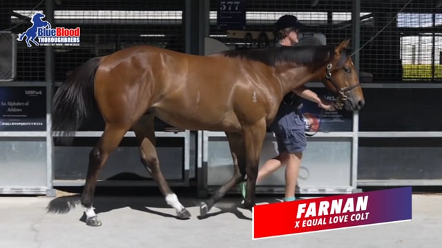 Farnan X Equal Love Colt - Lot 366 MMGCYS25 - BBT Racing Manager David Mourad