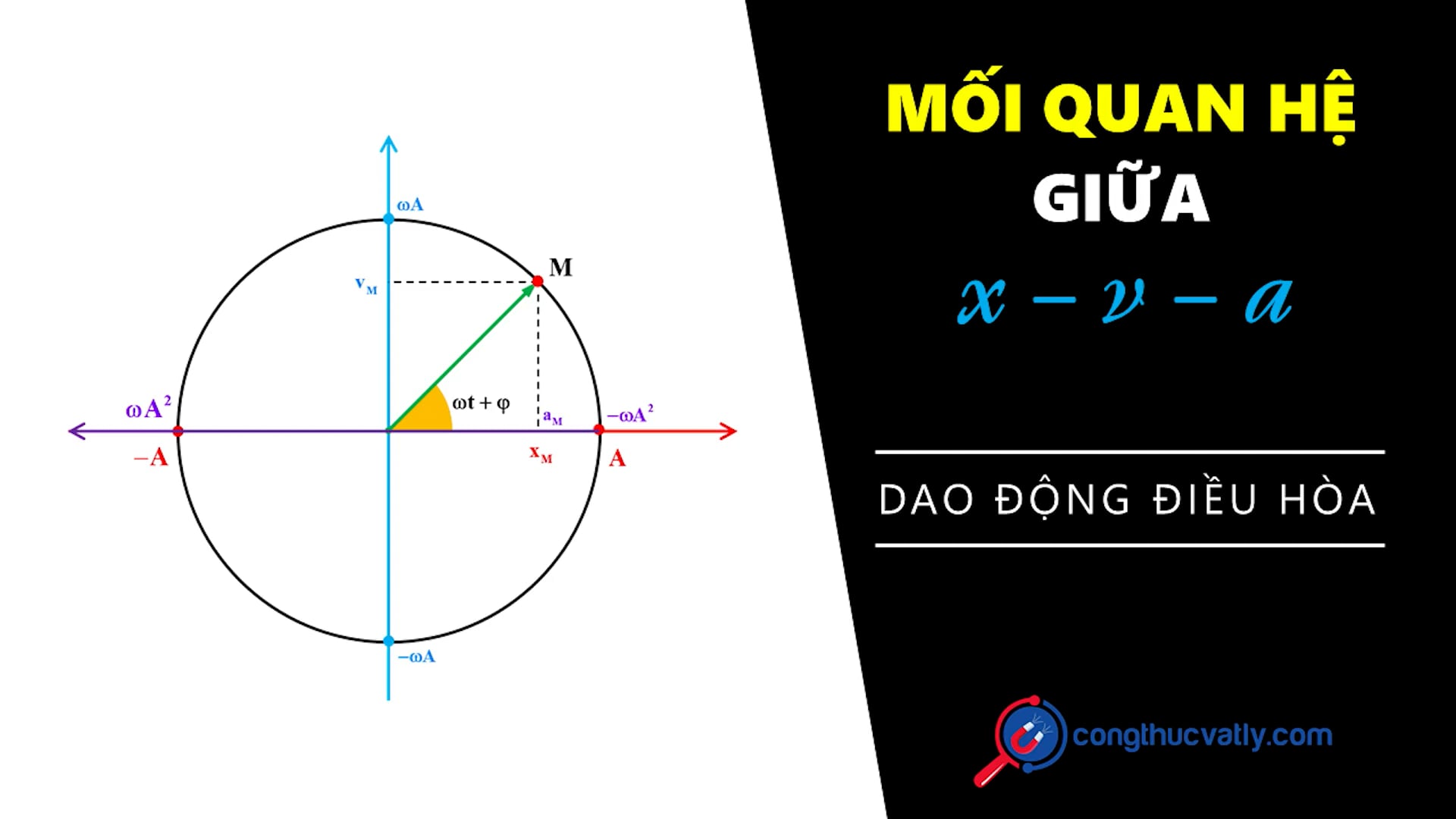 Phương trình vận tốc - Phương trình gia tốc trong dao động điều hòa.