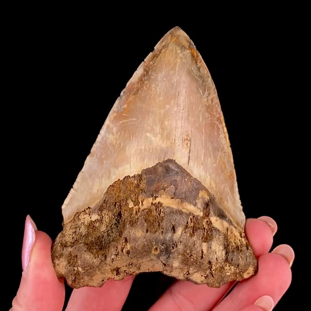 Megalodon Tooth Fossil