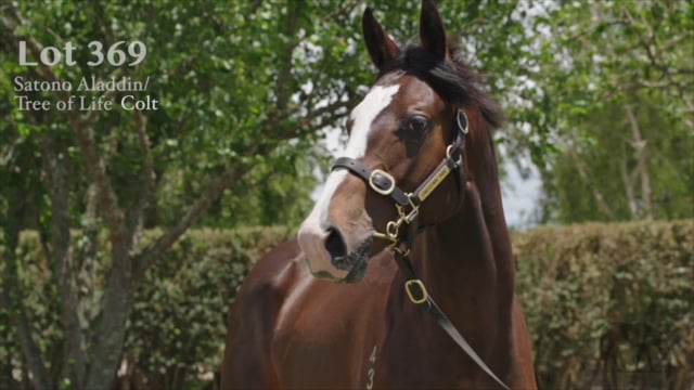 Lot 369