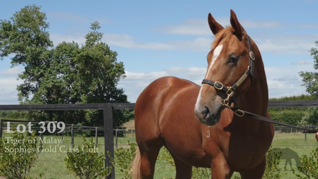 Lot 309