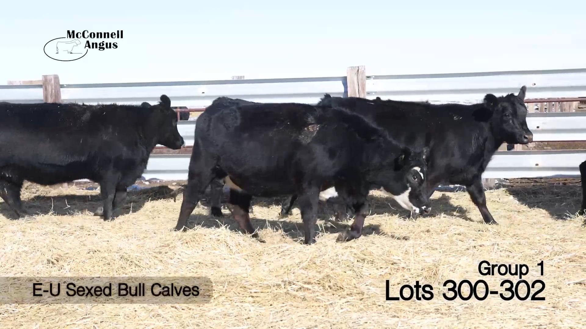 Lots 300-302 E-U Sexed Bull Calves
