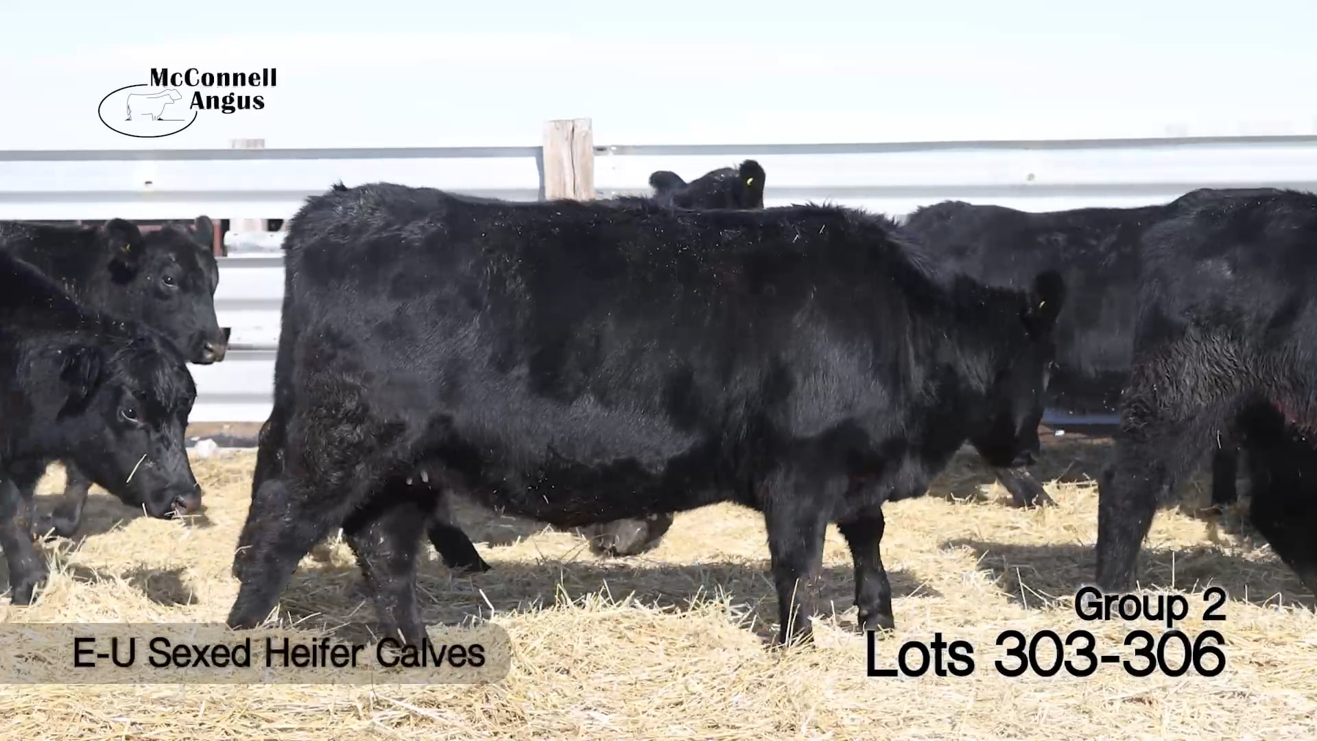 Lot 303-306 E-U Sexed Heifer Calves