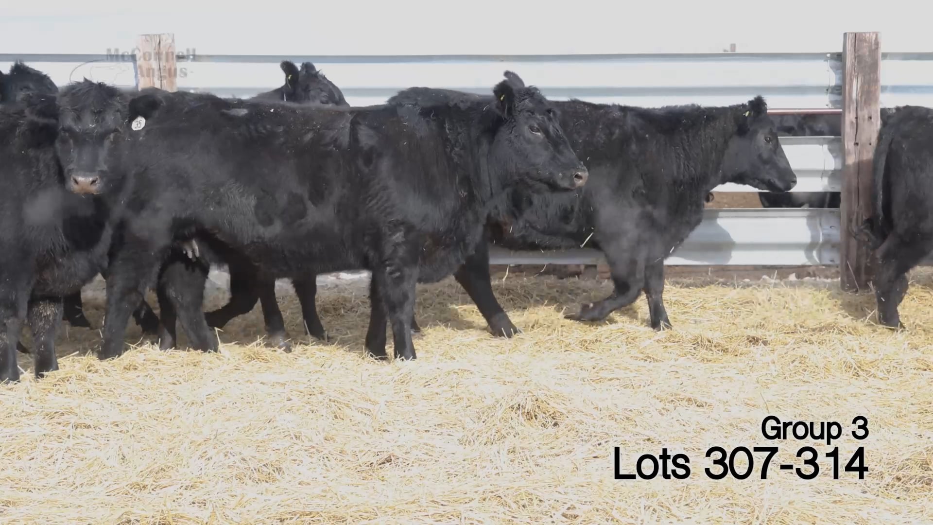 Lots 307-314 E-U Bred Heifers