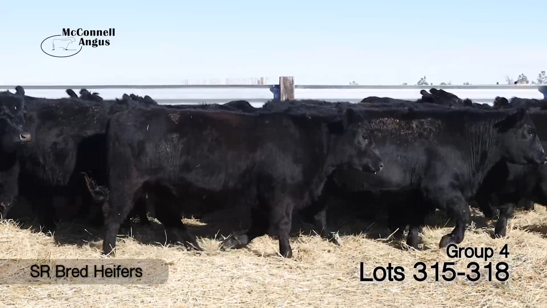 Lots 315-318 SR Bred Heifers