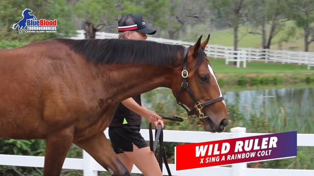 Ben Hayes Wild Ruler x Sing A Rainbow Colt