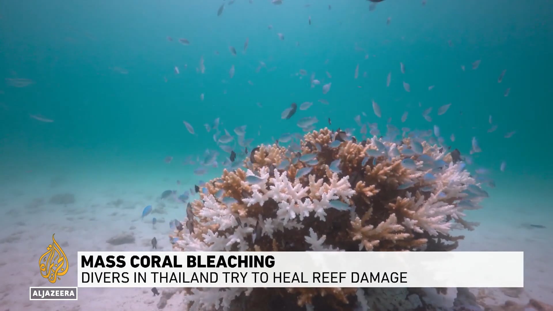 Mass coral bleaching - Dec./2024 Divers in Thailand try to heal reef damage