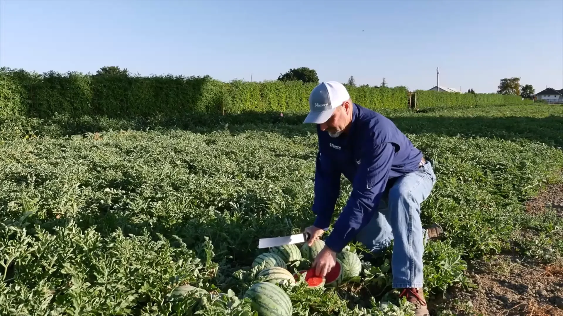 Watermelon Archives - USA