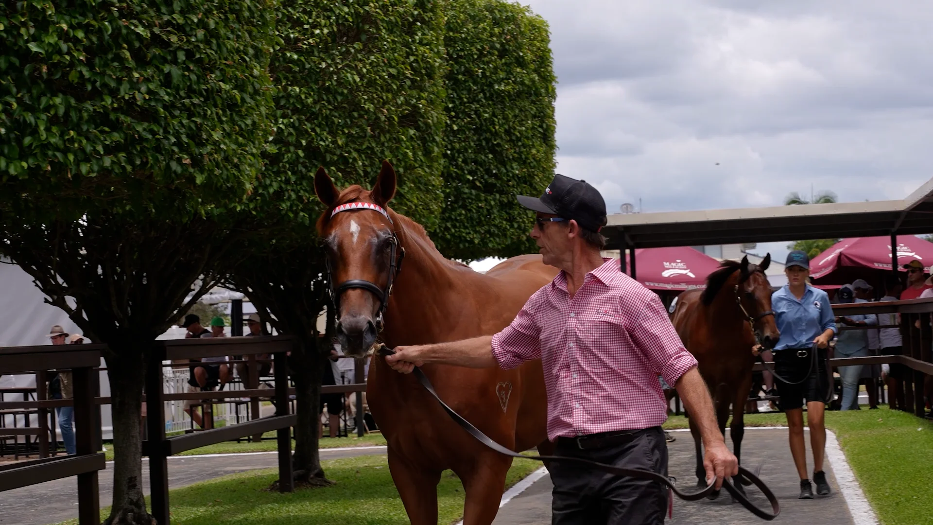 Snowden Racing 2025 Magic Millions Yearling Sale Wrap