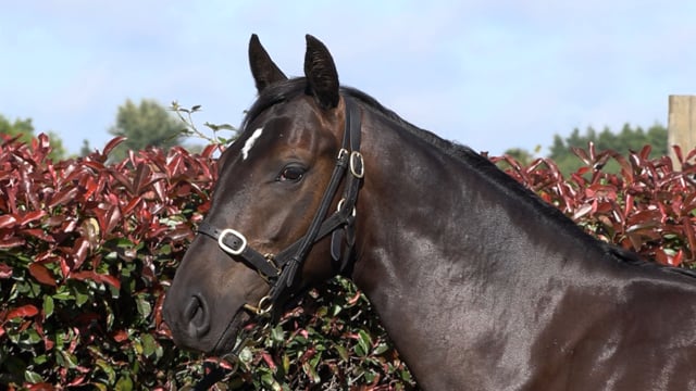 Lot 324