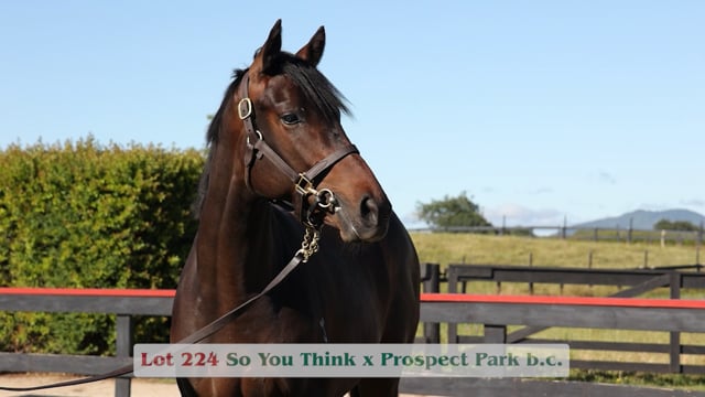 Lot 224