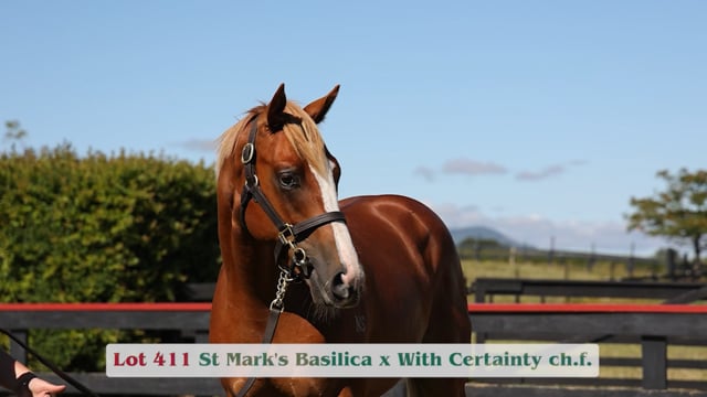 Lot 411