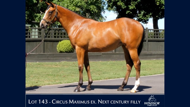 Lot 143