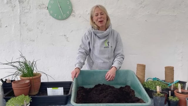 Sowing Kale