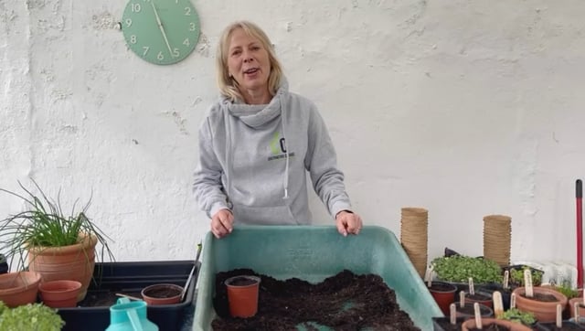 Sowing Pumpkins