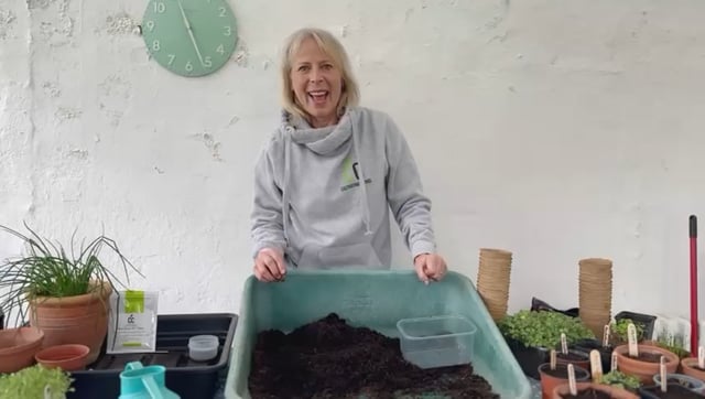 Sowing Crown Prince Squash