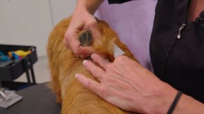 Related Embedded Video Item Thumbnail