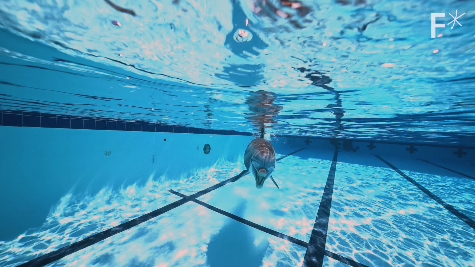 How Robots Could End Animal Captivity in Zoos and Marine Parks
