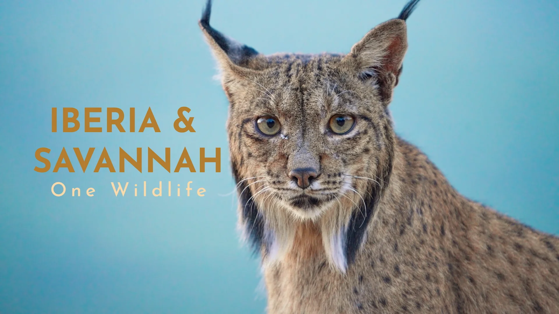 Trailer. IBERIA &amp; SAVANNAH. One wildlife. 1x52 - 4K