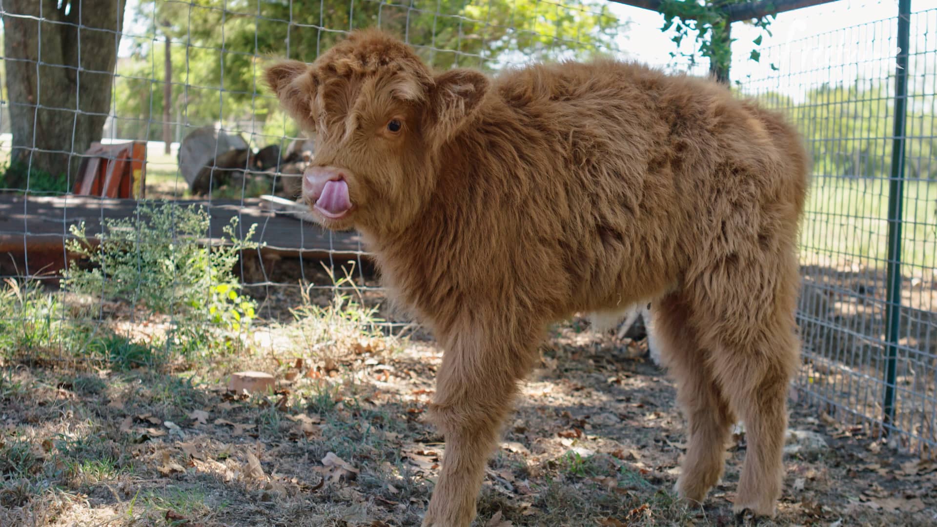How Urban Farming Saved a Dallas Community