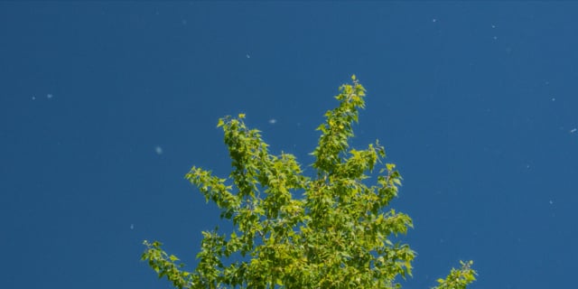 Put Rijeka - Najava 15s - 05 Drava - h264