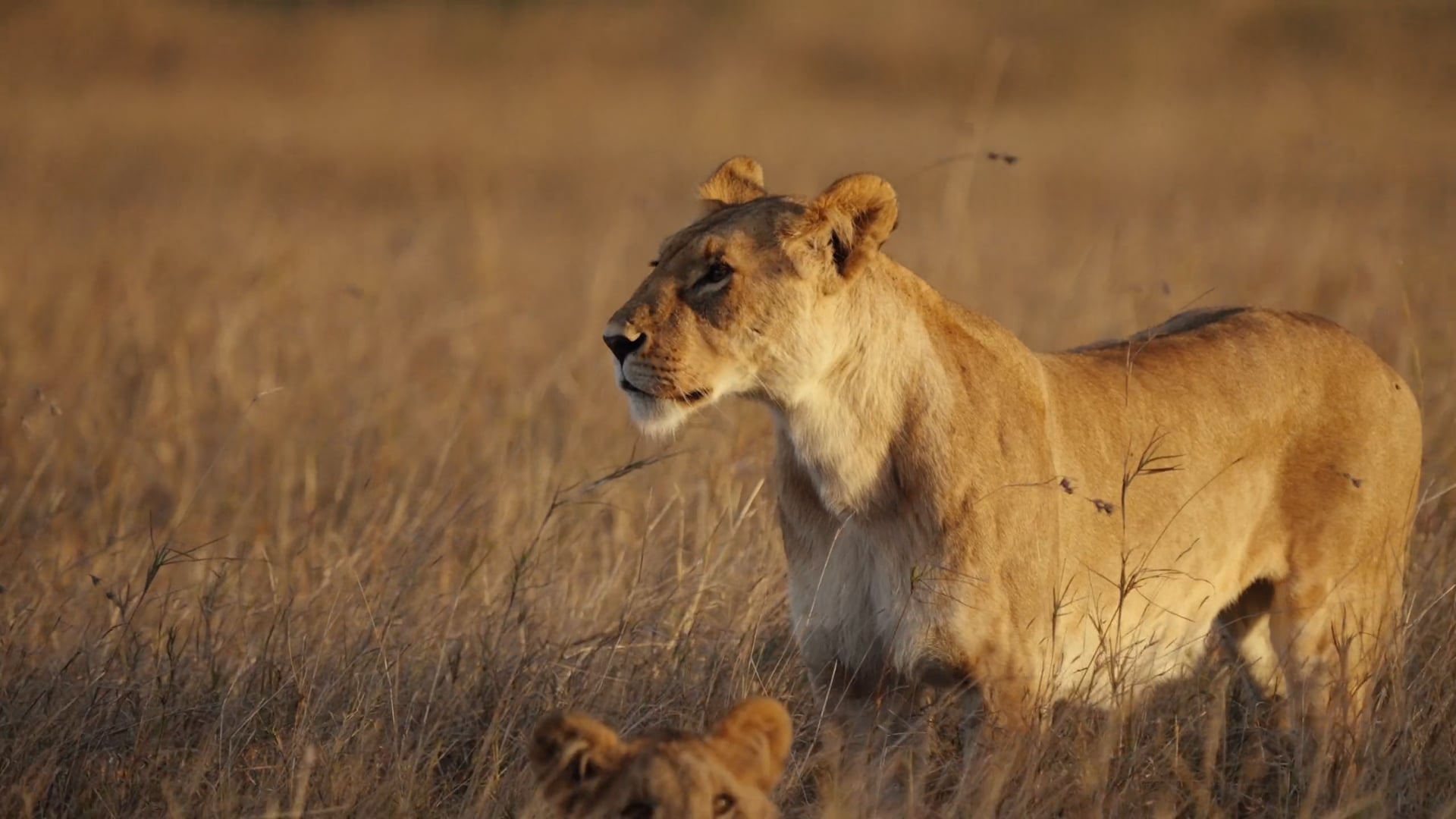 Porini Camps - Kenya