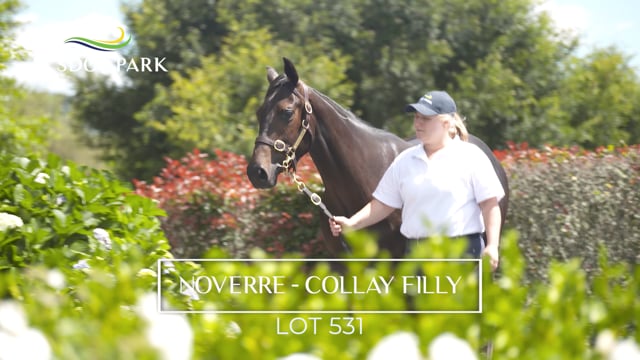 Lot 531