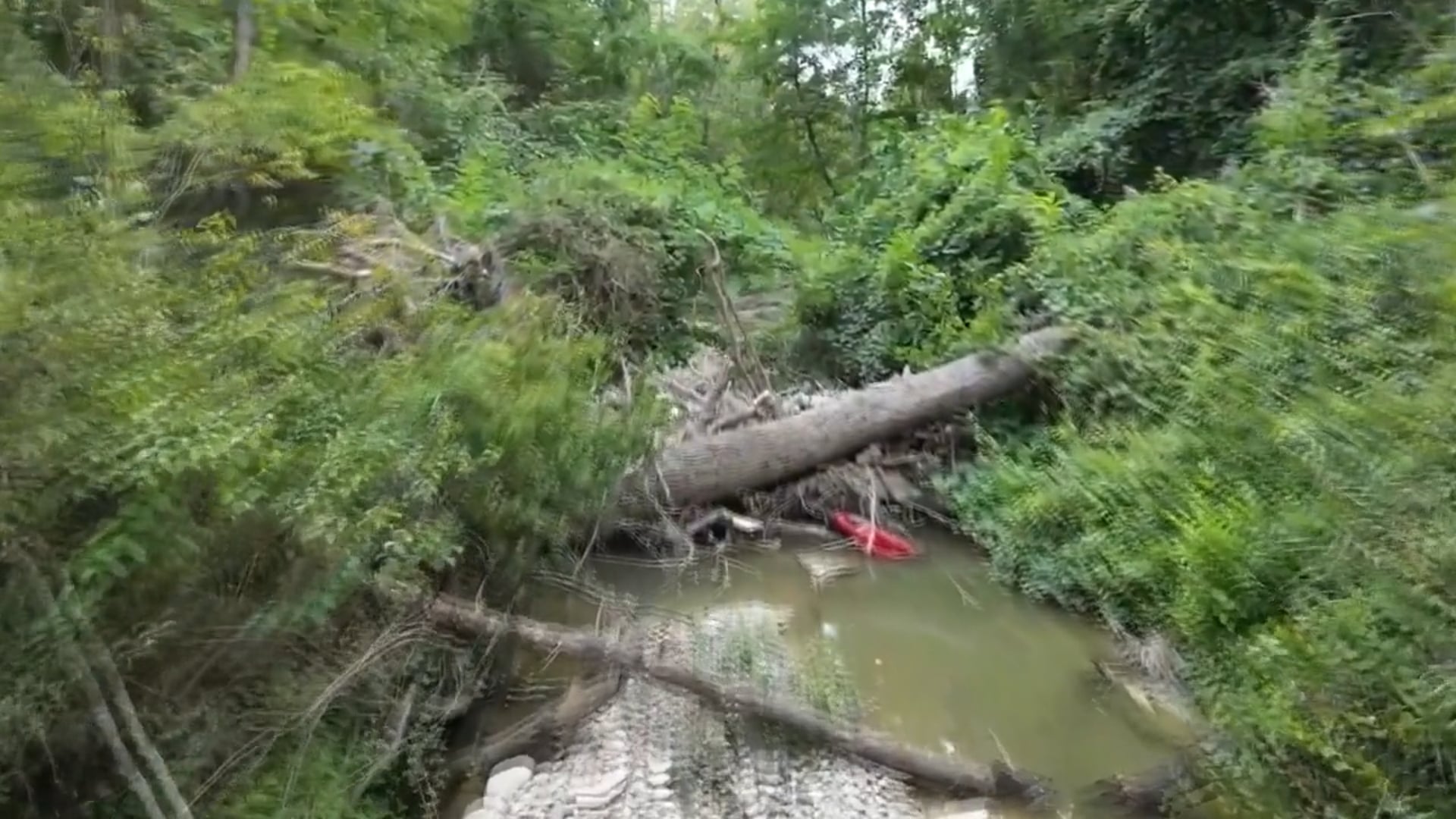 Pulizia corsi d’acqua: i privati potranno raccogliere tronchi e rami