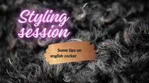 A quick run through of English cocker spaniel styling basics.