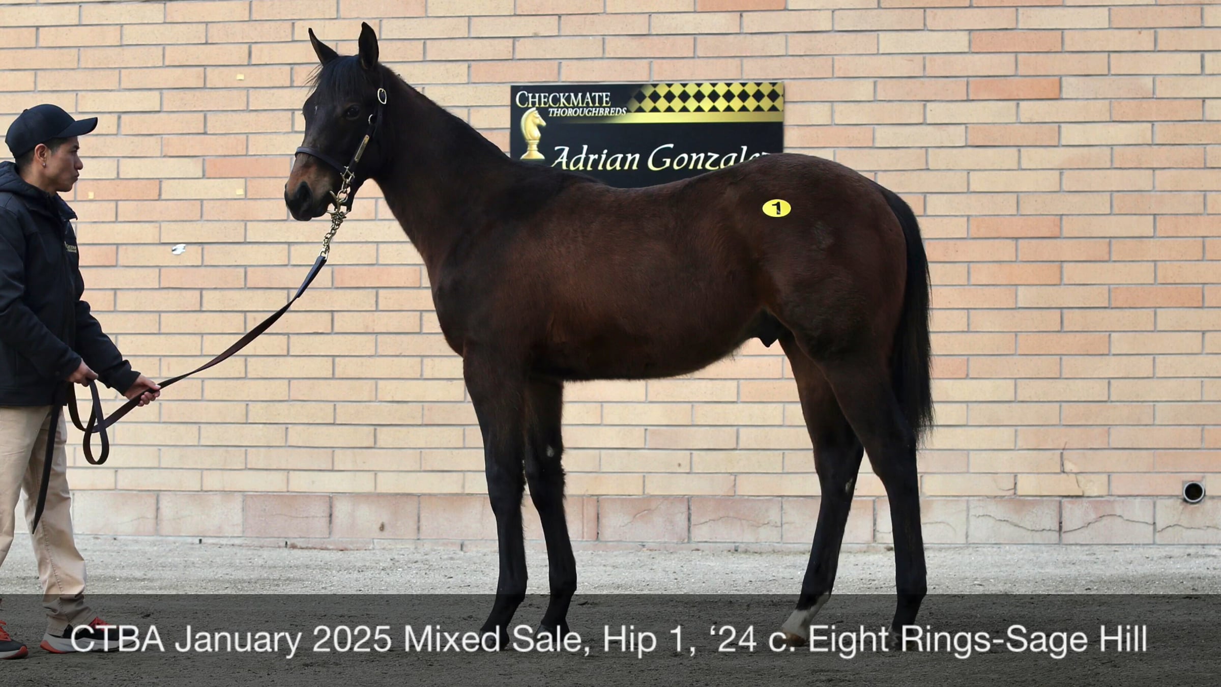 CTBA January 2025 Mixed Sale, Hip 1, ‘24 c. Eight Rings-Sage Hill
