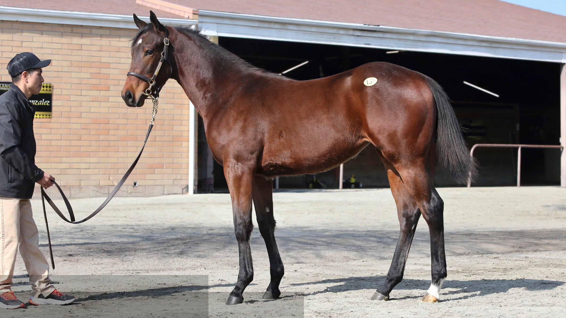CTBA January 2025 Mixed Sale, Hip 132 ‘24 f. Sir Prancealot-Poster Girl