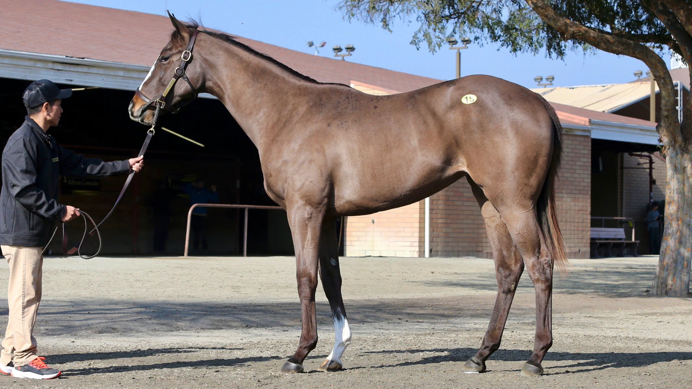 CTBA January 2025 Mixed Sale, Hip 15 Sissel