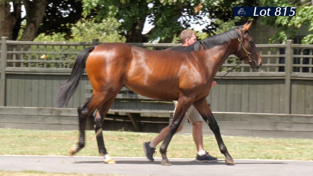 Lot 815