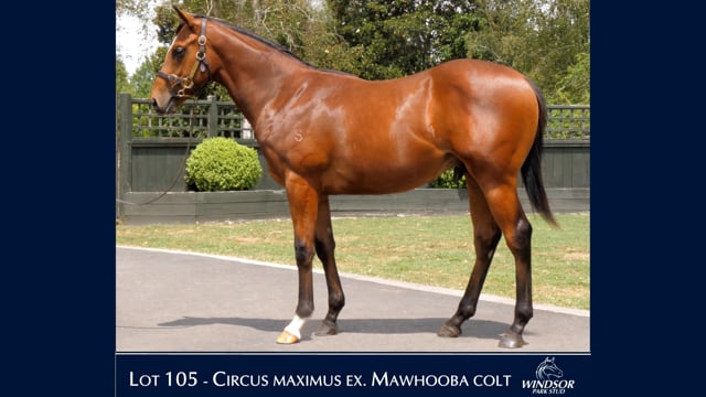 Lot 105